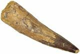 Fossil Spinosaurus Tooth - Real Dinosaur Tooth #311780-1